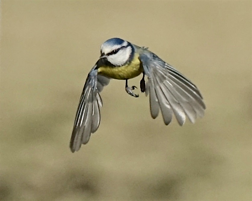 blue tit